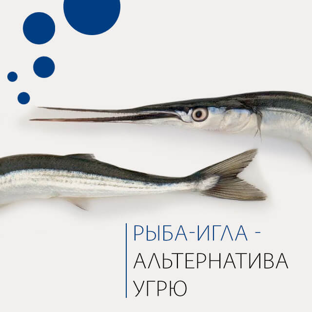 Рыба-игла – альтернатива угрю