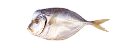 Atlantic moonfish