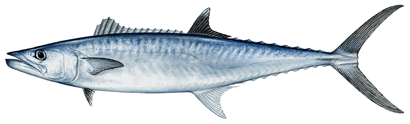 Вкусные качества и характеристики морской рыбы семейства скумбриевых