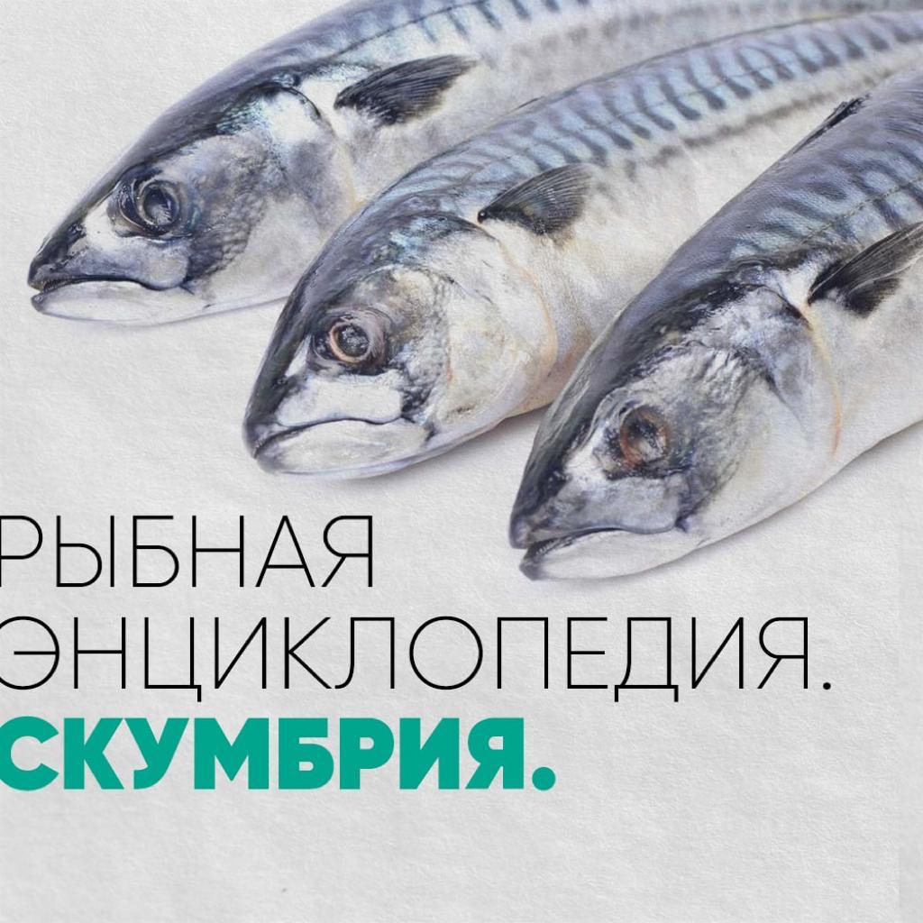 Рыбная энциклопедия Скумбрия Defa group - рыба и морепродукты оптом