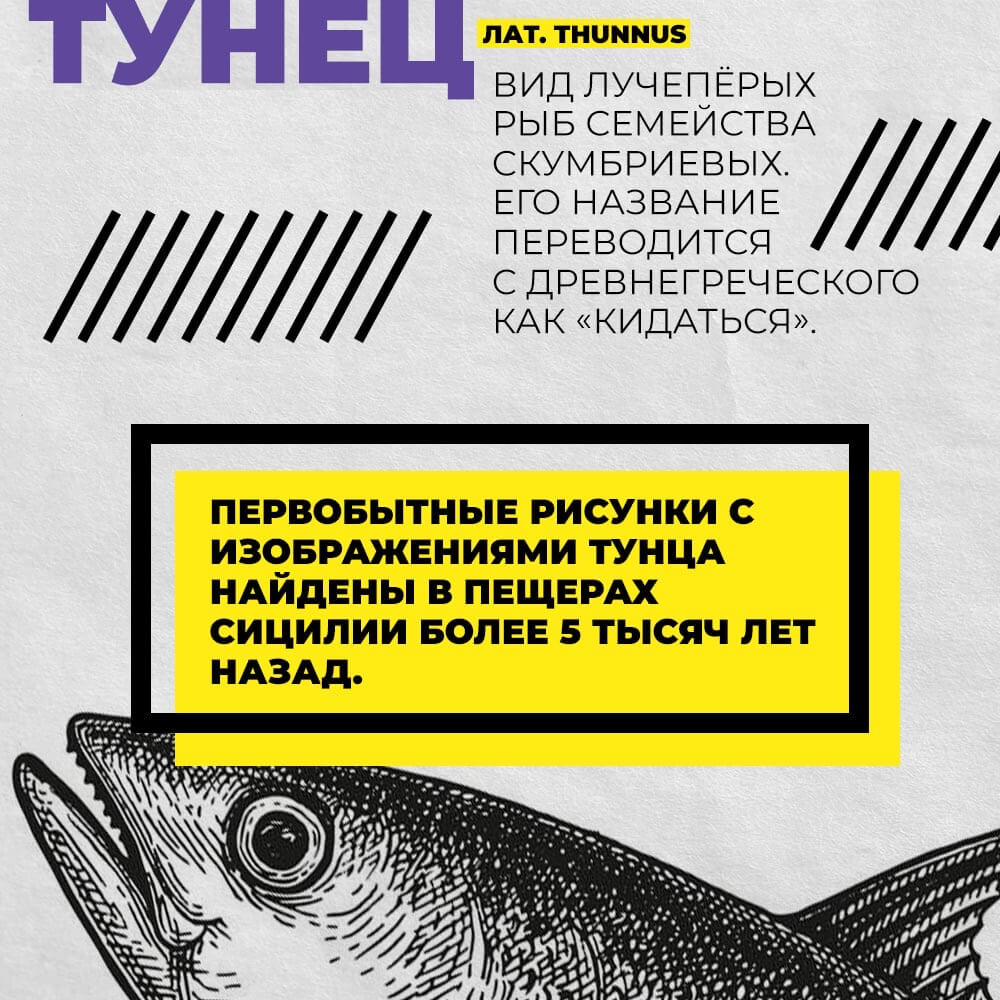 Рыбная энциклопедия Тунец Defa group - рыба и морепродукты оптом
