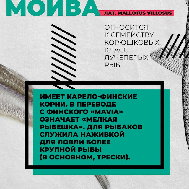 Рыбная энциклопедия Мойва Defa group