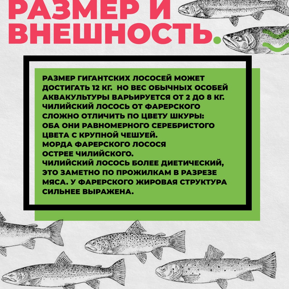 Рыбная энциклопедия: Лосось Defa group - рыба и морепродукты оптом