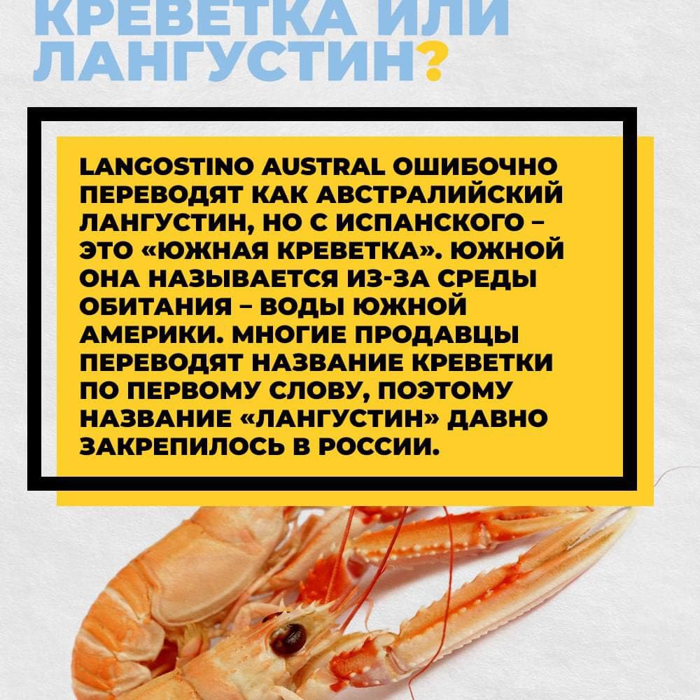 Рыбная энциклопедия: Аргентинская креветка - Лангустин Defa group - рыба и морепродукты оптом