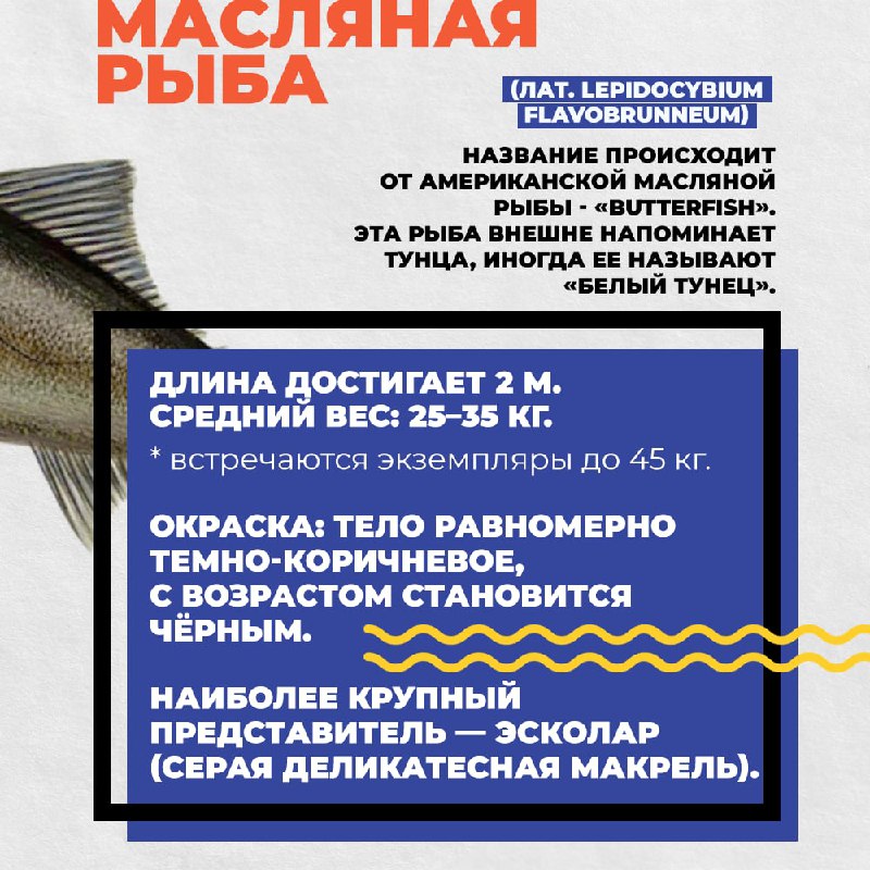 Рыбная энциклопедия: Масляная рыба Defa group - рыба и морепродукты оптом
