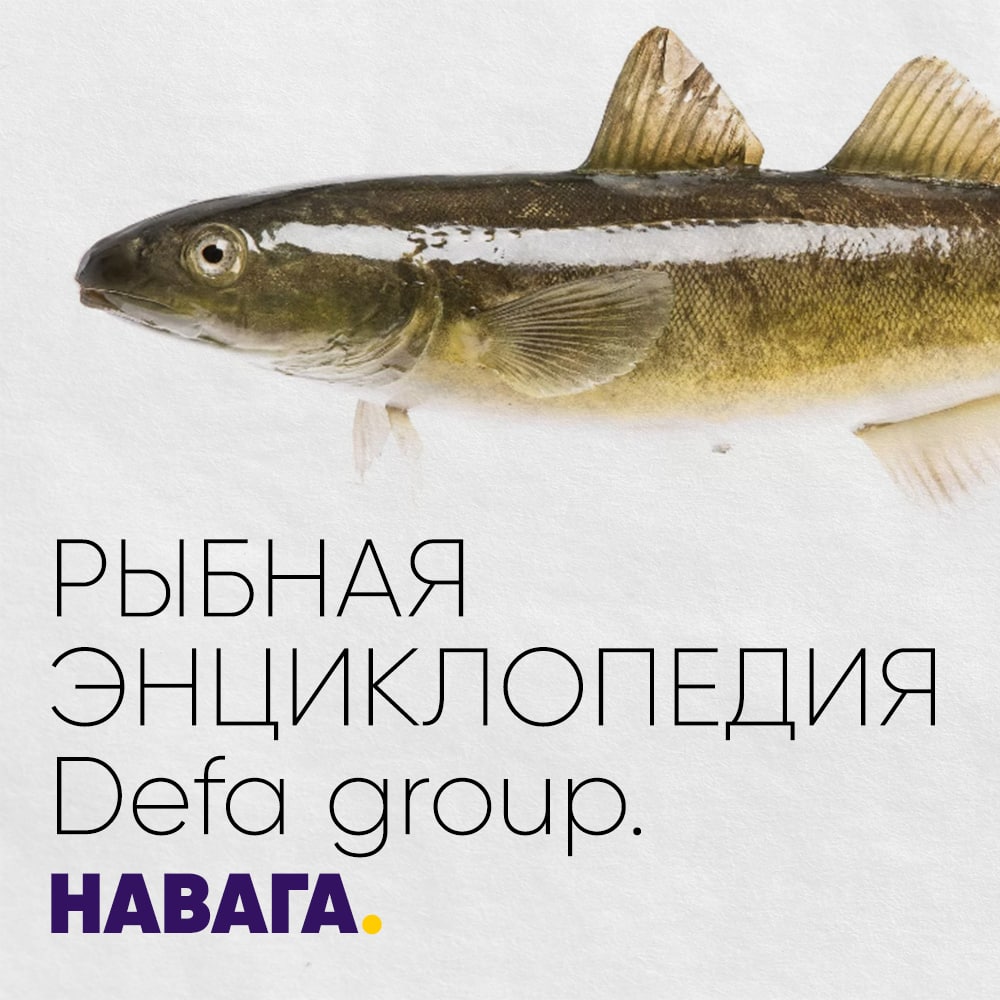 Рыбная энциклопедия: Навага Defa group