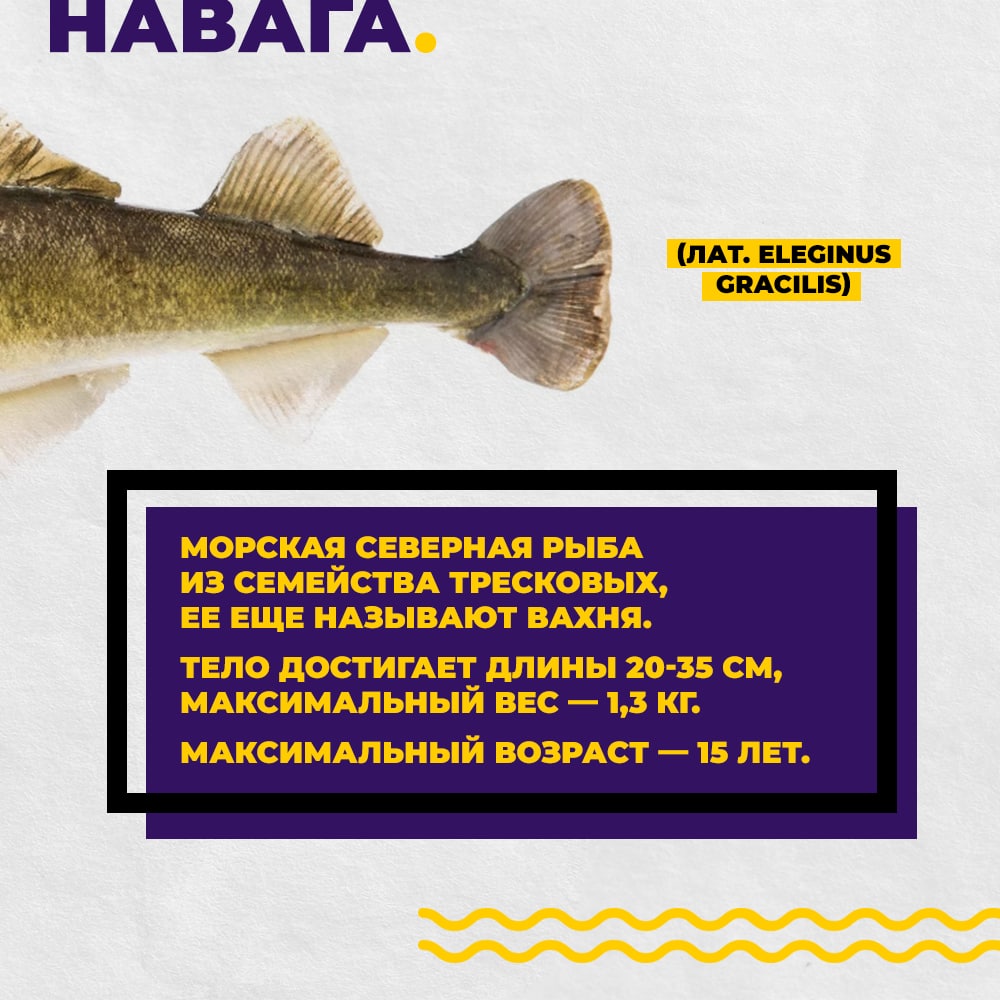 Рыбная энциклопедия: Навага Defa group