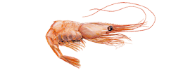 North schrimp