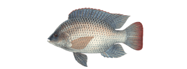 Рыба Тиляпия