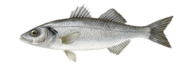 Sea bass